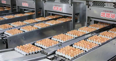 咯咯哒，咯咯哒鸡蛋，咯咯哒无菌蛋