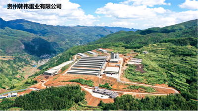 咯咯哒，咯咯哒鸡蛋，咯咯哒无菌蛋
